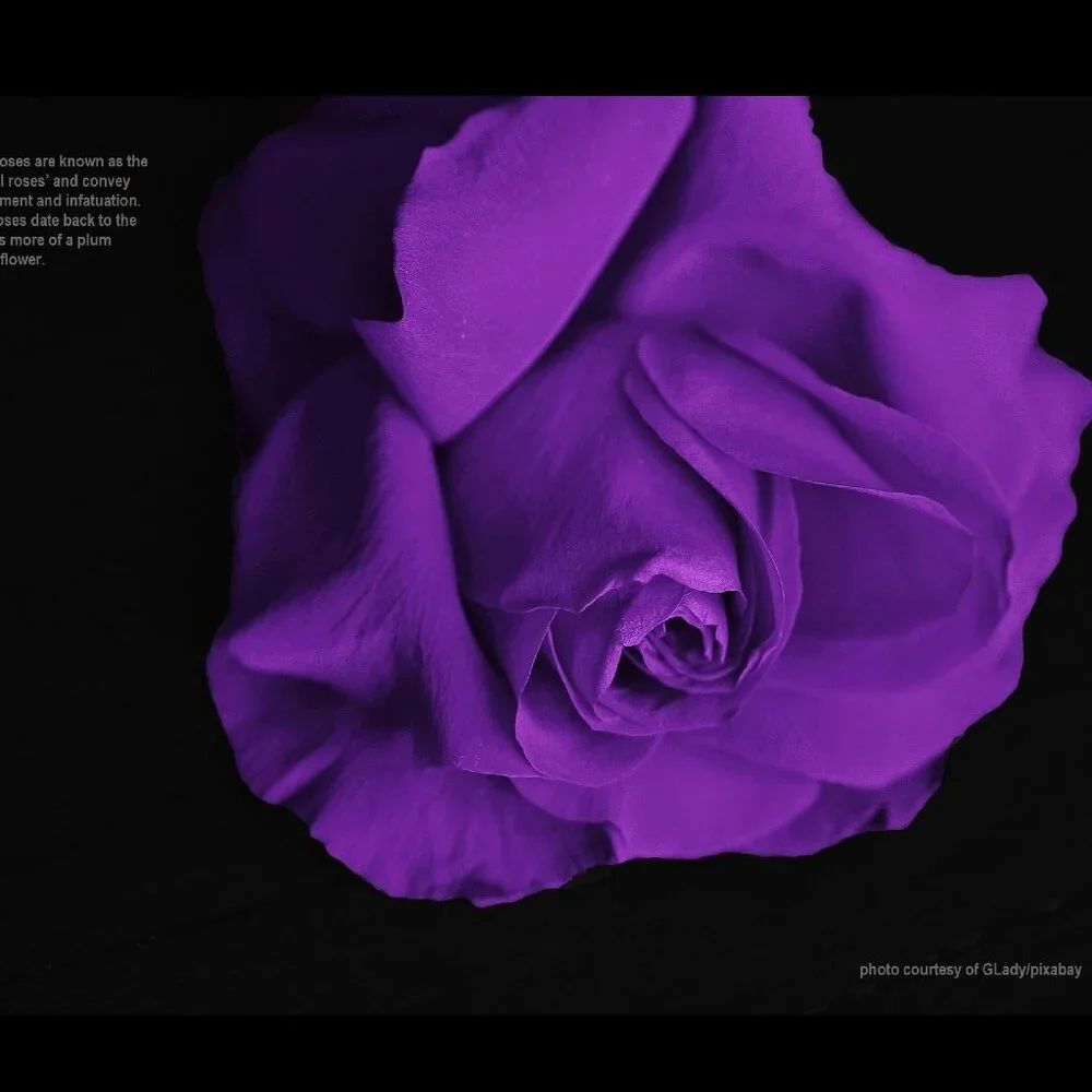 2027 Rose Calendar Beautiful Flower Photography Floral Garden Wall Calendar Gift